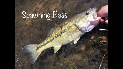 Sight Fishing for Pond Bedfish