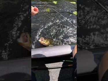 FROG BITES ARE THE BEST!!! #shorts