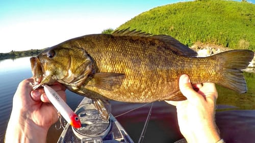 The Topwater Action Was Crazy Until The Cows Started Talking To Me