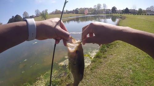 Catching MONSTERS