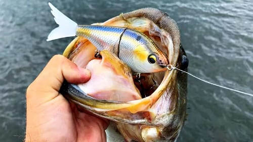 You'll NEVER Fish a Swimbait the same way after Watching THIS...