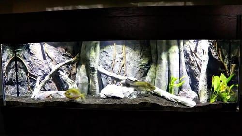 300 Gallon Tank 3D Aquadecor Background!