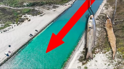 THE FISH HAVE TO GO THROUGH HERE - live shrimp AND live mullet for flounder