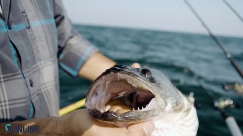 Sunline Walleye