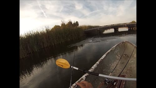 Bass Destroys Frog lure next to boat