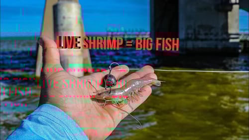 Fishing For Bridge Monsters With Live Shrimp (2 New PB's)