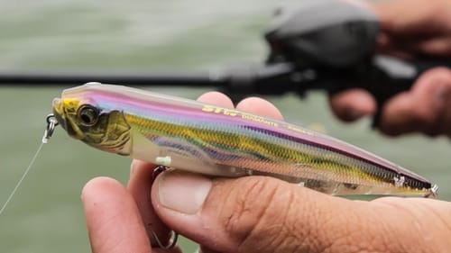 Walking Bait Topwater Tips: Basic to Advanced
