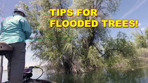 Fishing Around The Base Of The Trees | Bass Fishing