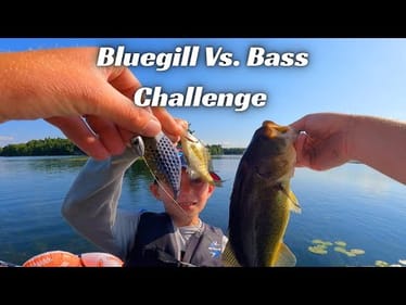 Bluegill Vs Bass Challenge! Who’s Gonna Win This Battle!