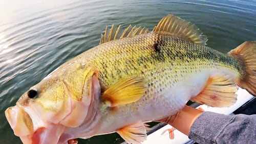 Catch MONSTER Bass Fishing in the Summer! (EXCITING)