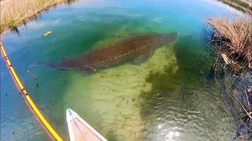 This MONSTER was in a TINY CREEK??! (INSANE)