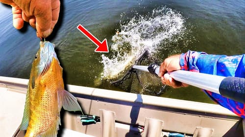 Fishing With Bluegill As Bait For BIG Fish With SHARP TEETH!!!