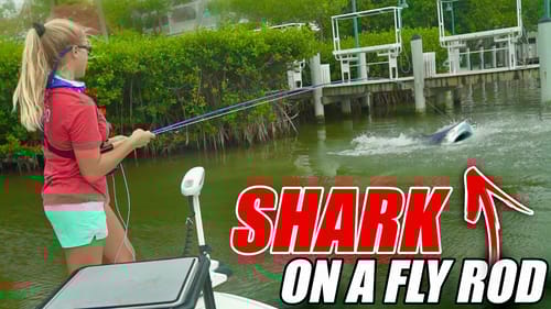 Catching a SHARK on a FLY ROD! + (Q&A)