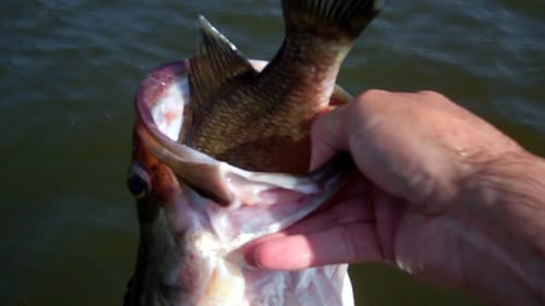 Wild Sightings Captured on Camera While Bass Fishing.