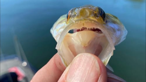 Stop Wasting Your Time In Unproductive Bass Water