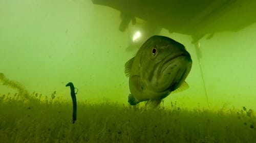 How to Rig the Neko Rig for Bass