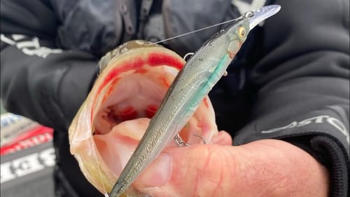 You Probably Don’t Know Bass Do THIS Before Biting A Lure
