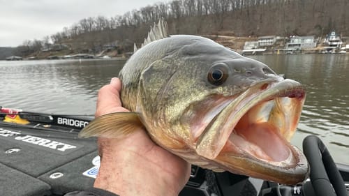 BFL/Lake Of The Ozarks…Day 1 Practice Report