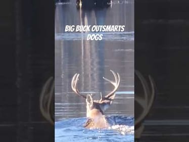 Big Buck Outsmarts Deer Hounds