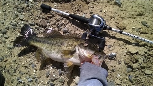 Bass on the Bed (Underwater Video)