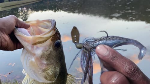 Shakey Head And Chatterbait Fishing ALL DAY