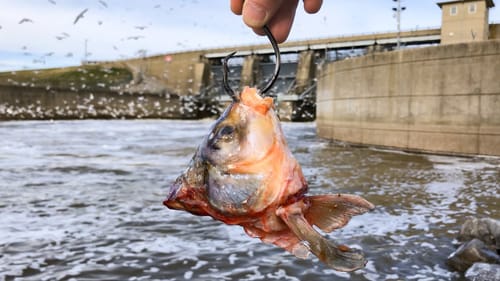 I Hooked Into A “Rock”... Then It Started Swimming!!!
