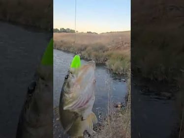 This fish wanted it so bad i couldn't even click over my reel.