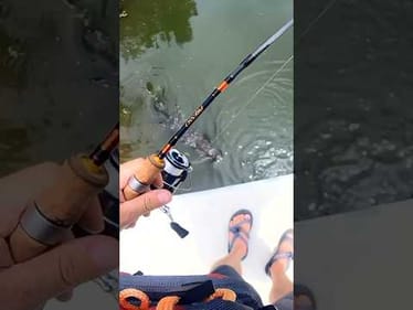 Gator Tries to Steal My Catch!