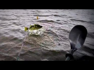 Best Whopper Plopper Strikes You Will See All Year!!