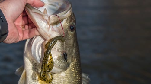 Pre Spawn Bass Fishing with Creature Baits