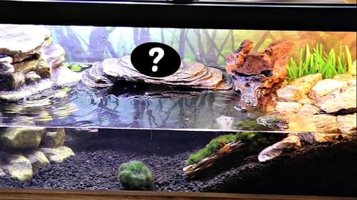 Meet Our New Pet!!