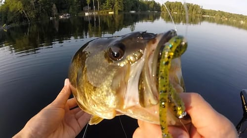 Only ONE Bait Works!? (MTB Challenge)