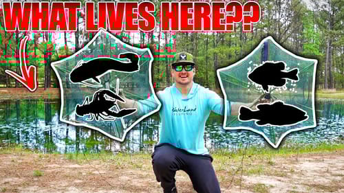Trapping ANYTHING That Lives in My BACKYARD POND!! (It Worked!)