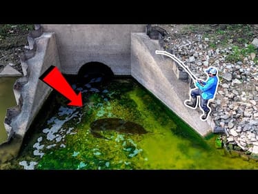 The Fish Species of my DREAMS was HERE!!! (KING of the Spillway!)