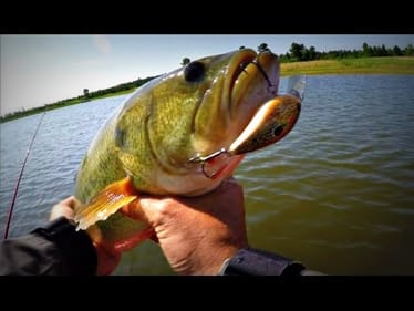 Squarebill Crankbait Bass Fishing Using Shad and Bluegill Patterns