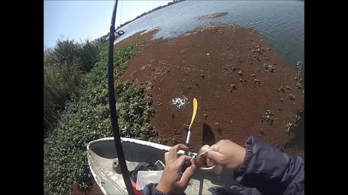 Bass Fishing Mendota Slough