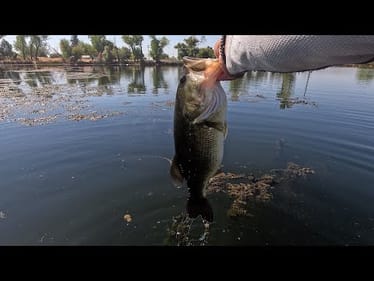 Bass Fishing Sacramento Area Lake M