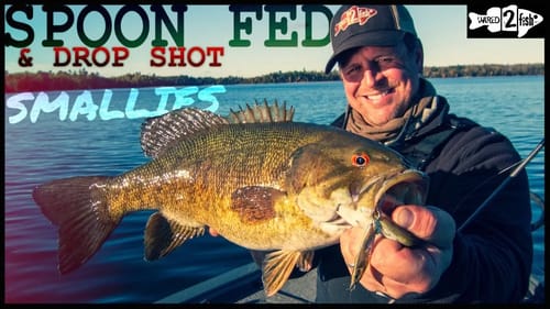 Drop Shot and Spoon Tactics for Cold Water Bass