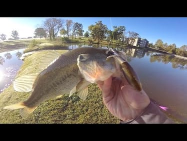 Fish Crushed It!