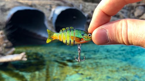 A Rare TROPHY Fish was Living in This TINY CREEK!!! (New Species!)