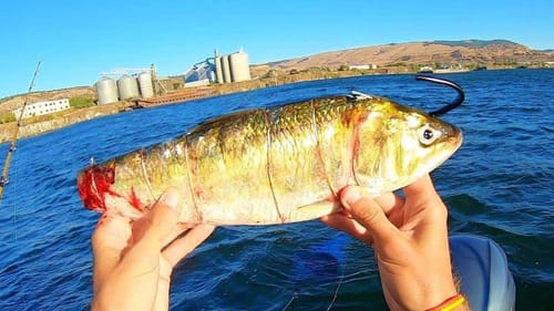 300 LB RIVER FISH EATS THIS BAIT!! (EPIC BATTLE)