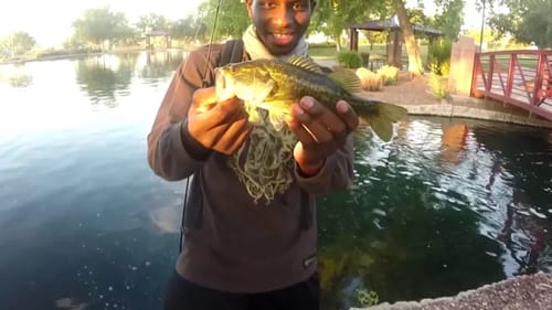 Losing Baits and Donuts?!