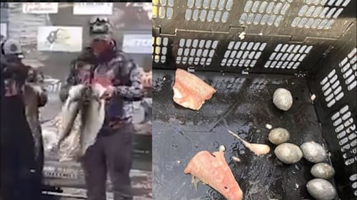 Accused Walleye Cheaters Could Have Charges Dropped Next Week…