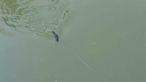Swimbait Review: Profumo Mr. Chubbs