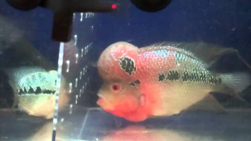 flowerhorns for sale