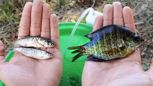 13lb Bass CHOKES Live Bluegill (Livebait Bass Fishing)