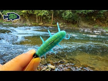 Returning to This Amazing Creek