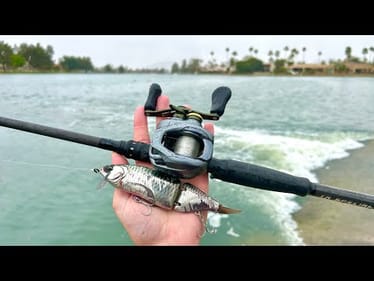 This Is The BEST Swimbait To Use For Pond Fishing!