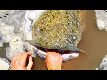 The BIGGEST CATFISH I've EVER SEEN!! (INSANE)