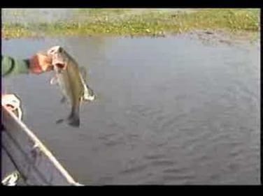 Really BIG bass! Must see.